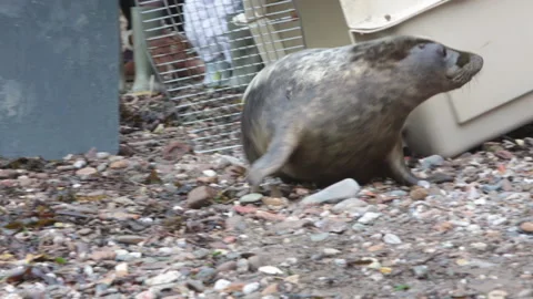 Grey Seal being released back into the wild in North Devon Stock Footage 141253313