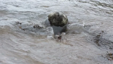 Grey Seal being released back into the wild in North Devon Stock Footage 141253392