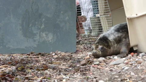 Grey Seal being released back into the wild in North Devon Stock Footage 141253622