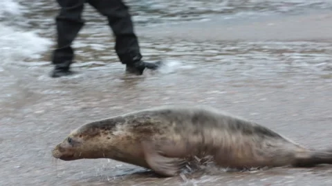 Grey Seal being released back into the wild in North Devon Stock Footage 141254329