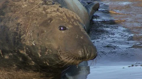 Grey Seal Bull Stock Footage 49394971