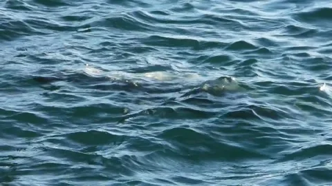 Grey Seal chomping its way through a decent Pollock. Neist Point. Isle of Skye Stock Footage 247128507