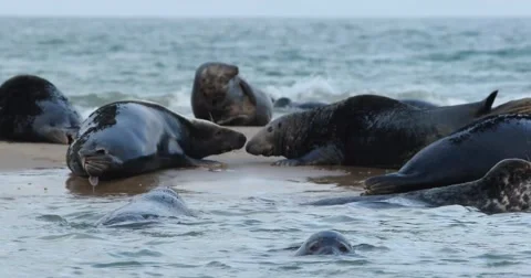 Grey seal close up Stock Footage 68624892
