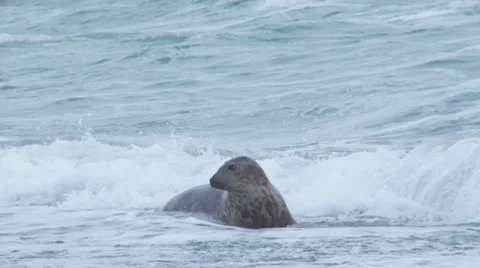 Grey seal Stock Footage 10724463