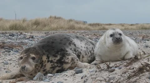 Grey seal Video stock 10727536