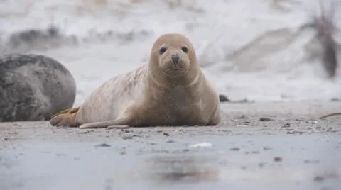 Grey seal Stock Footage 10727537
