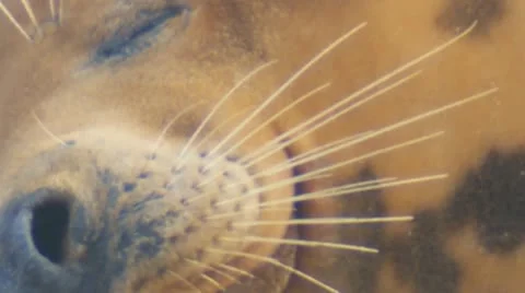 Grey seal Stock Footage 10727546