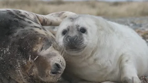 Grey seal Stock Footage 10727551