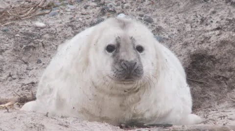 Grey seal Stock Footage 10727553