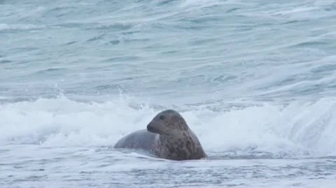 Grey seal Stock Footage 10728615