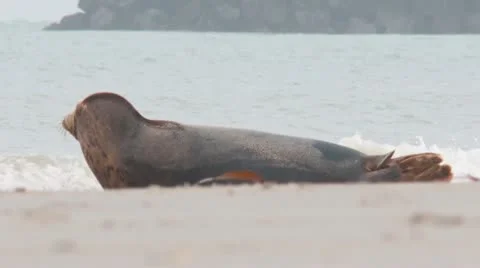 Grey seal Stock Footage 11524753