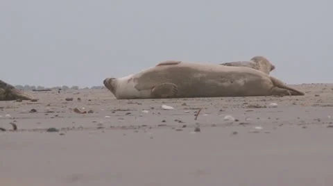 Grey seal Stock Footage 11524769