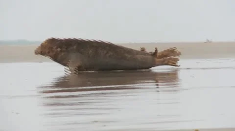 Grey seal Stock Footage 11524817