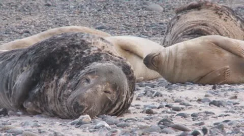 Grey seal Stock Footage 11525202