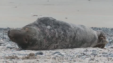Grey seal Stock Footage 11525525
