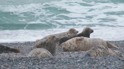 Grey seal Stock Footage 11525567