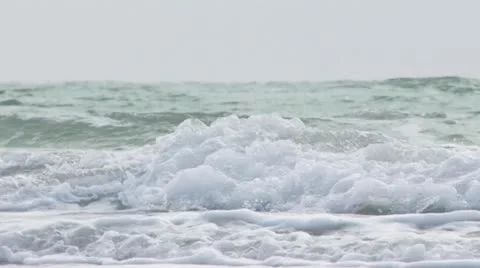 Grey seal Stock Footage 11525624