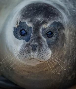 Grey seal head on Stock Photos