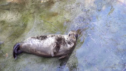 Grey Seal Looking At Camera Stock Footage 73005630