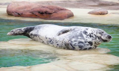 Grey Seal lying Stock Photos