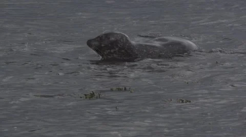 Grey seal moving in slow motion in shallow water Stock Footage 52562516
