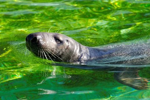 Grey seal Stock Photos
