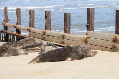 Grey seal Foto stock