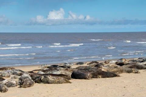 Grey seal Stock Photos