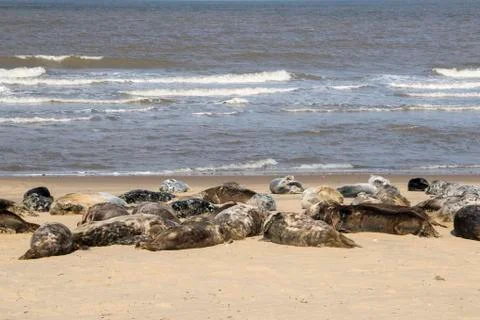 Grey seal Stock Photos