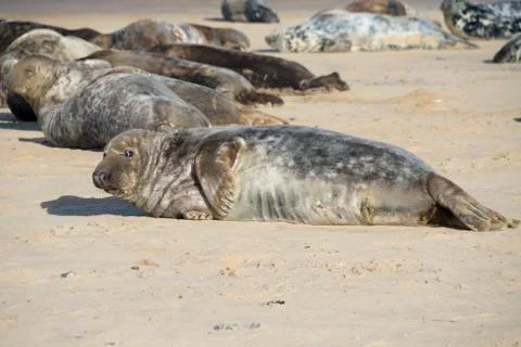 Grey seal Stock Photos