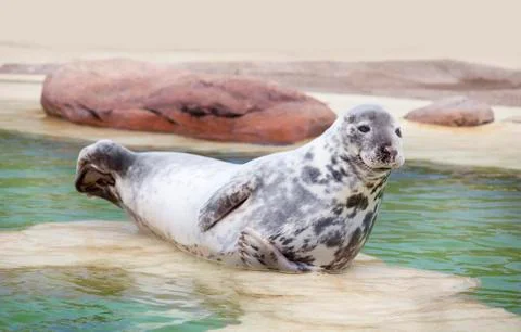 Grey Seal Fotos de archivo