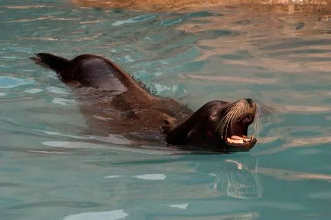 Grey Seal 写真素材