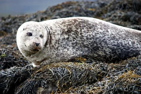 Grey Seal. Stock Photos