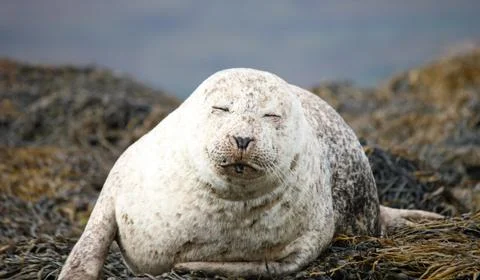 Grey Seal. Stock Photos