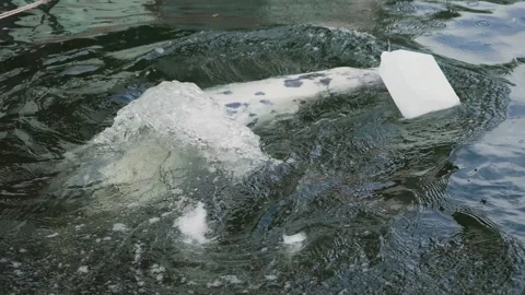 Grey Seal Playing With Plastic Bottle in Marine Conservation Program. Playful Stock Footage 303707138