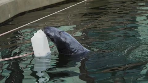 Grey Seal Playing With White Container In Rescue Program. Phoca, Nerpa, Grey or Stock Footage 303706774