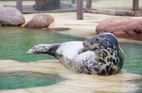Grey Seal at the poolside Photos