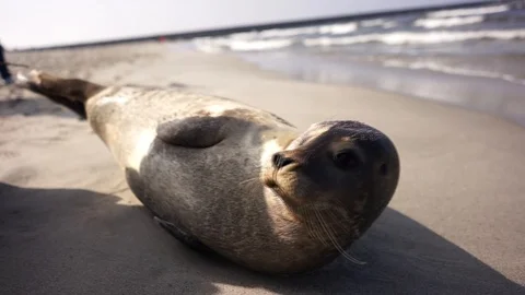 Grey Seal Pup on Beach of Baltic Sea Stock Footage 116186070