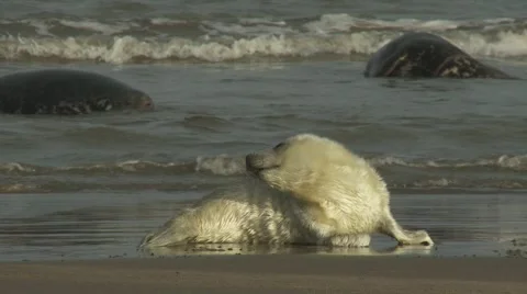 Grey Seal Pup Video stock 1088228