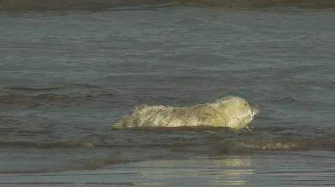 Grey Seal Pup Video stock 1088281