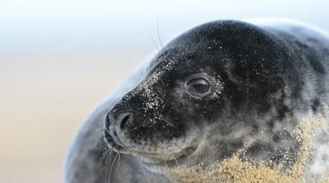 Grey seal pup 動画素材 34435373