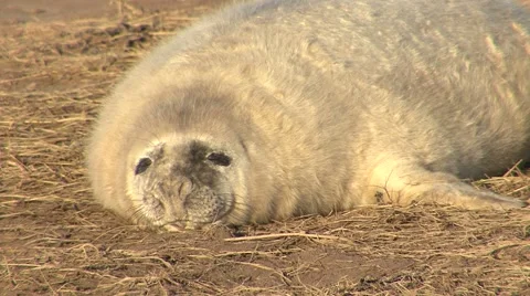 Grey Seal Pup Stock Footage 49393813