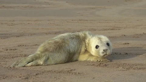 Grey Seal pup Video stock 293152519