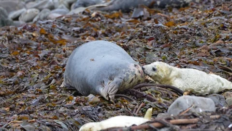Grey seal pup looking for milk in 4k Video stock 292913447
