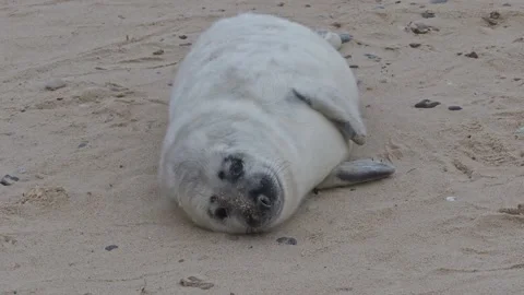 Grey Seal Pup looking towards camera on the beach at Horsey Stock Footage 224891707