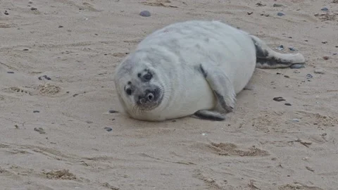 Grey Seal Pup, restless, looking towards camera on the beach at Horsey Stock Footage 224890323