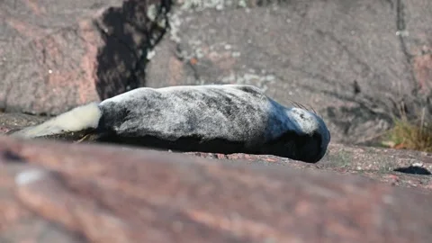 Grey seal pup yawning while sleeping on a sunny rock in Finland Stock Footage 332440459