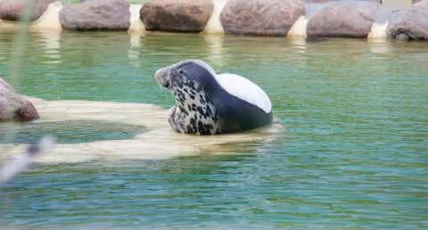 Grey Seal of the side Stock-Fotos