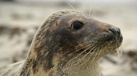 Grey seal super close 11247 Stock Footage 33307281