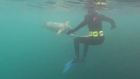 Grey seal surprises diver Stock Footage 291399438